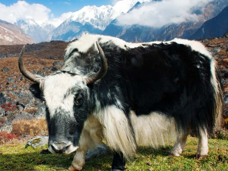 image n.6 of Kathmandu: 6 Days Langtang Valley Trek activity in Bagmati Zone, uploaded by supplier