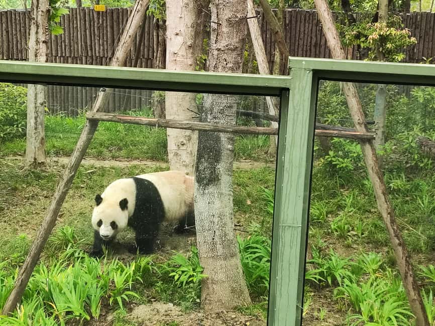 imagen n.º 12 de Excursión de un día a la Zona Escénica del Gran Buda de Leshan y al Parque del Panda actividad en Chengdu, subida por el proveedor