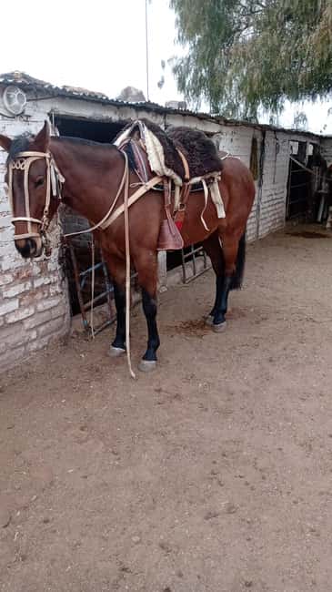 imagem n.20 de Mendoza: Passeios a cavalo nos Andes com churrasco autêntico atividade em Província de Mendoza, carregada pelo fornecedor