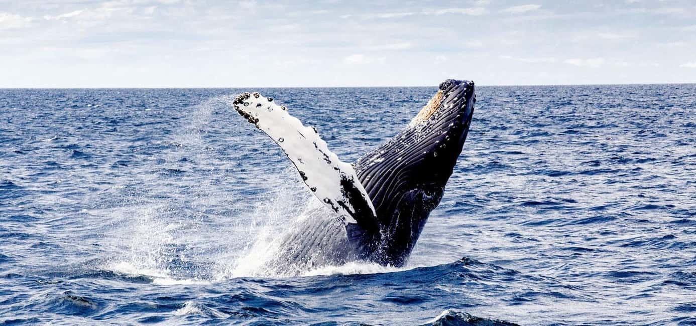 image n.2 of From Punta Cana: Samana and Bacardi Island Cruise and Tour activity in Samaná, uploaded by supplier
