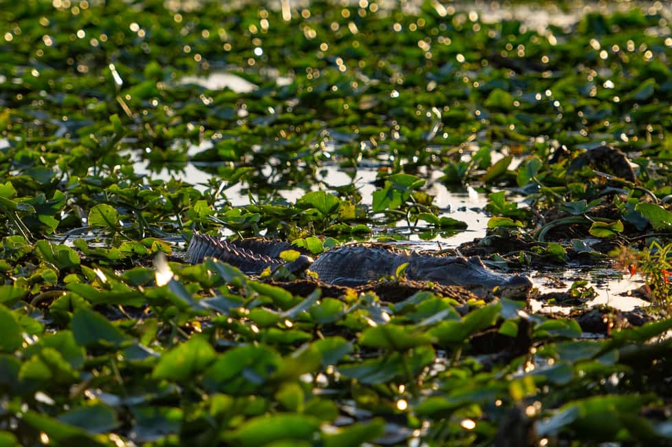image n.5 of Kissimmee: Boggy Creek Airboat Ride with Optional Meal activity in Kissimmee, uploaded by supplier