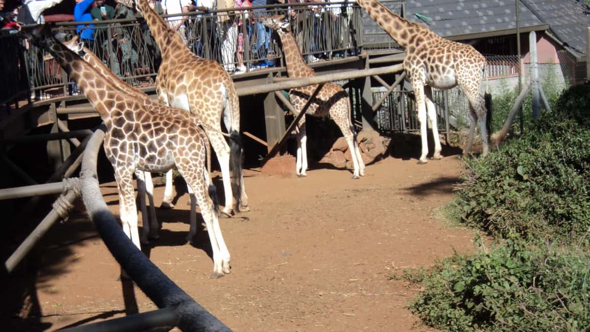 image n.13 of Giraffe Center and Karen Blixen Museum Tour from Nairobi activity in Nairobi, uploaded by supplier