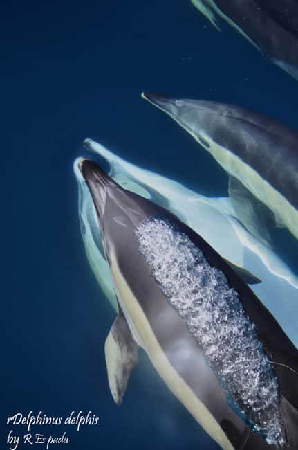 image n.4 of Gibraltar: Dolphin Watching Tour activity in Gibraltar, uploaded by supplier