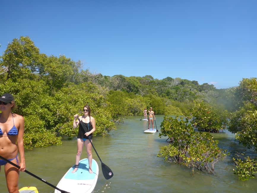 image n.2 of Noosa Stand Up Paddle & Mangrove Tunnel Tour (Self Guided) activity in Noosaville, uploaded by supplier