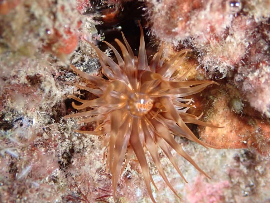 image n.10 of Night Snorkeling: An unforgettable experience! activity in Madeira, uploaded by supplier