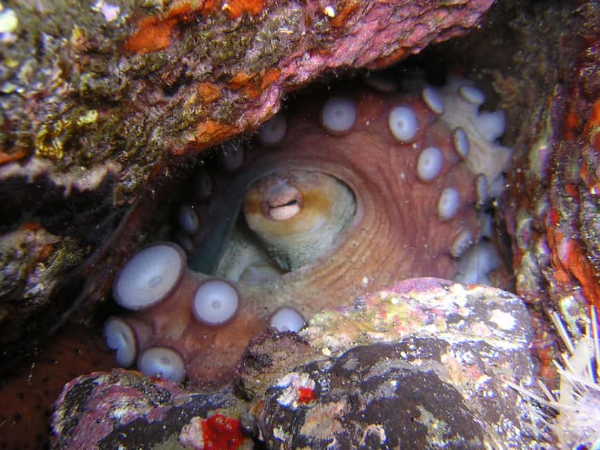 image n.10 of Tenerife: Half-Day Snorkeling Tour activity in Arico, uploaded by supplier