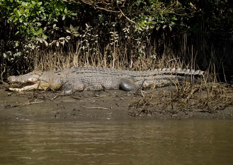 image n.10 of Cairns: Daintree, Mossman Gorge, & Cape Tribulation Day Trip activity in Queensland, uploaded by supplier