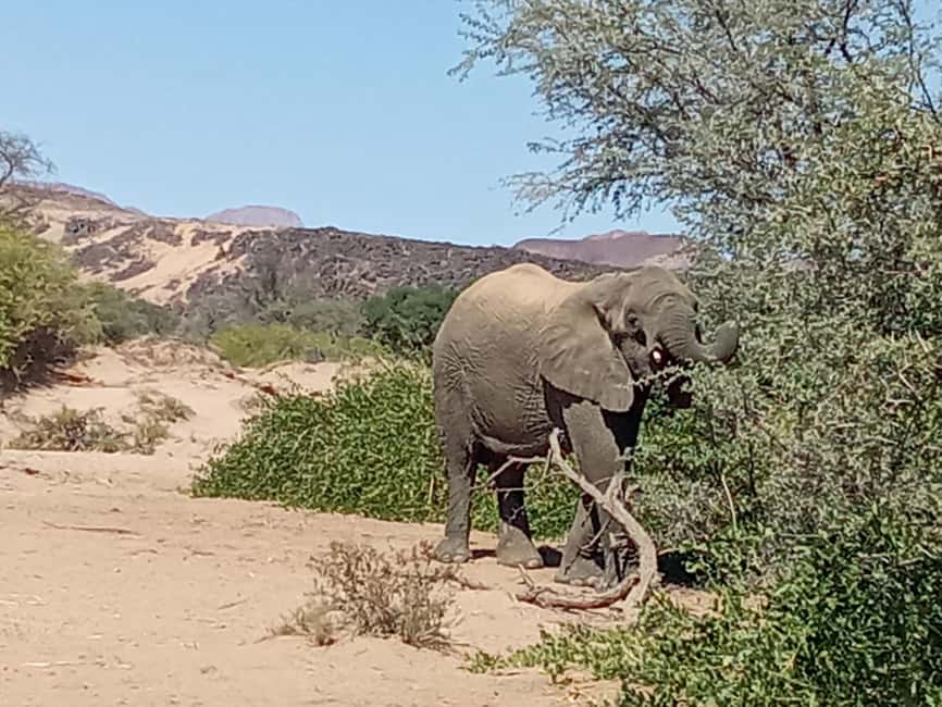 image n.12 of Elephant Adventure with Herson - a native of Damaraland activity in Kunene Region, uploaded by supplier