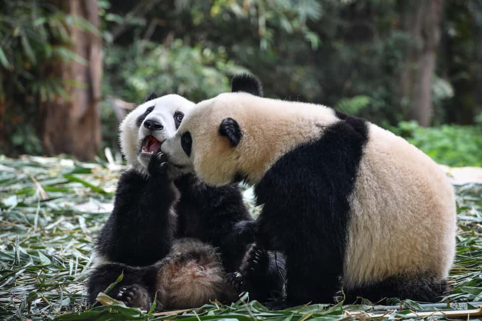 imagen n.º 8 de Excursión de un día a la Zona Escénica del Gran Buda de Leshan y al Parque del Panda actividad en Chengdu, subida por el proveedor
