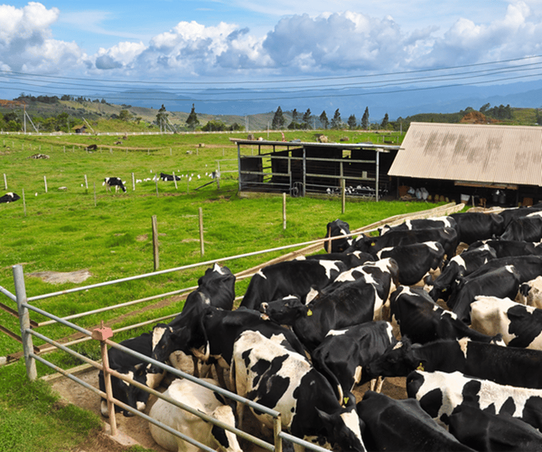 billede nr.3 af aktiviteten Sabah: Kinabalu Park, varme kilder og ko-farm, dagstur i Kota Kinabalu, uploadet af udbyder