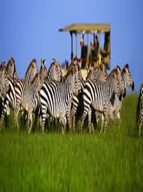 image n.1 of Perfect 2-Day Tanzania Safari: Tarangire & Ngorongoro Tour activity in Arusha (Region), uploaded by supplier
