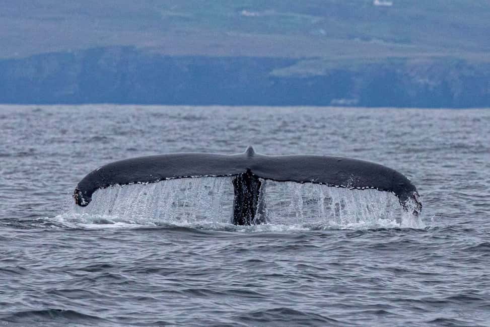 imagen n.º 5 de Dingle: Excursión ecológica por la Isla Blasket con observación de la fauna salvaje actividad en Munster, Irlanda, subida por el proveedor