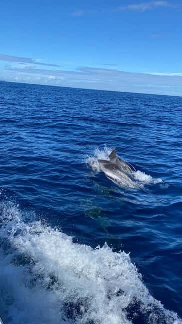 image n.7 of Rabo de Peixe: Cave Boat Tour on The North Coast activity in Ribeira Grande, uploaded by supplier