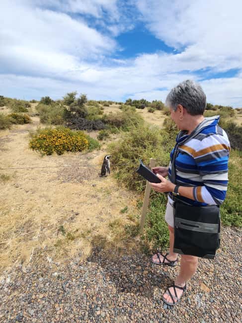 Bild Nr. 3 von Punta Tombo Cruise Landausflug - Spaziergang zwischen Pinguinen Aktivität in Chubut Provinz, hochgeladen vom Anbieter