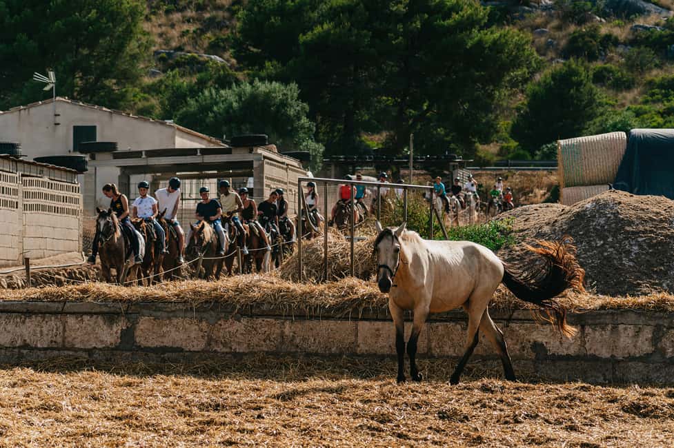 image n.7 of Mallorca: Horseback Riding Experience with Food Options activity in Balearic Islands, uploaded by supplier