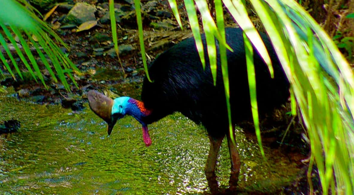image n.8 of Cairns: Daintree, Mossman Gorge, & Cape Tribulation Day Trip activity in Queensland, uploaded by supplier