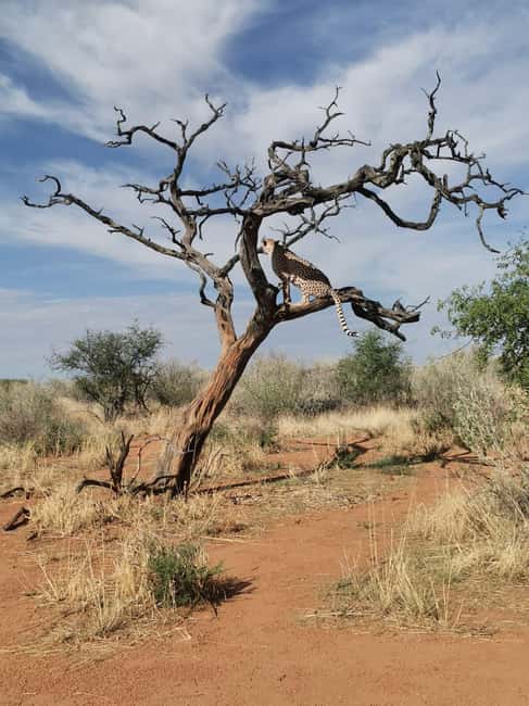 afbeelding n.2 van Windhoek : Cheetah wandeling ervaring activiteit in Windhoek, geüpload door aanbieder