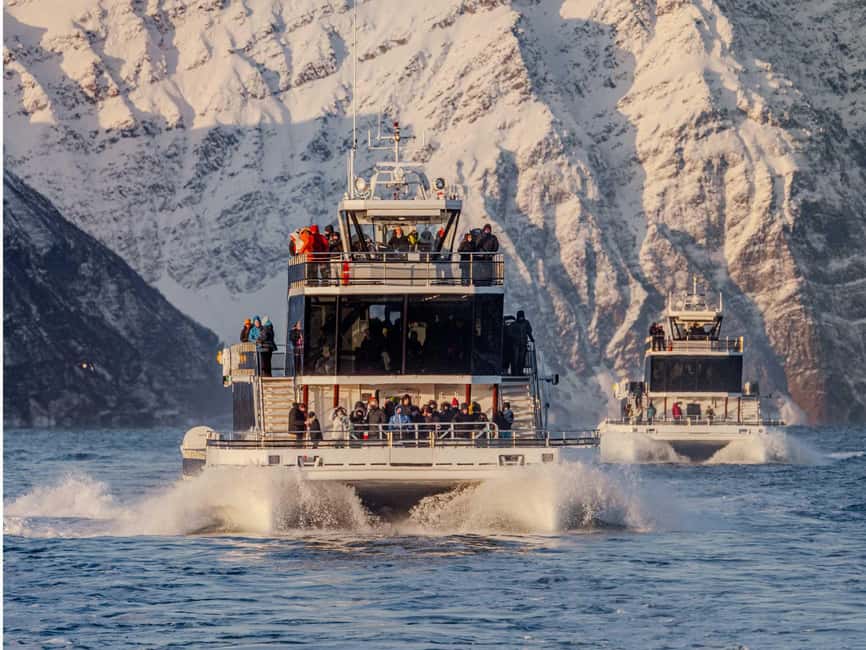 Bild Nr. 17 von Tromsø: Walbeobachtungstour mit dem Hybrid-Elektroboot Aktivität in Tromsø, hochgeladen vom Anbieter