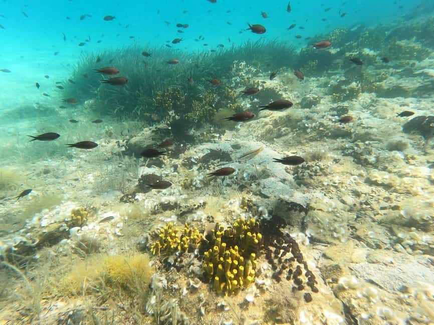 image n.7 of Sithonia: Scuba Diving Experience for Beginners activity in Nikiti, uploaded by supplier
