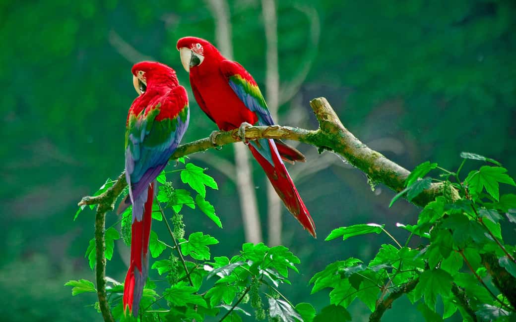 image n.31 of Carara National Park: Best Tour Carara National Park-One Day activity in Puntarenas Province, uploaded by supplier