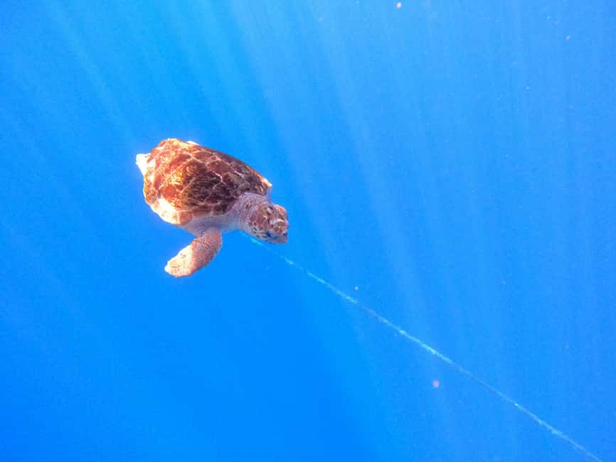 image n.22 of Tenerife: Kayak & Snorkel Tour with Snacks & Sea Life Safari activity in Telde, uploaded by supplier