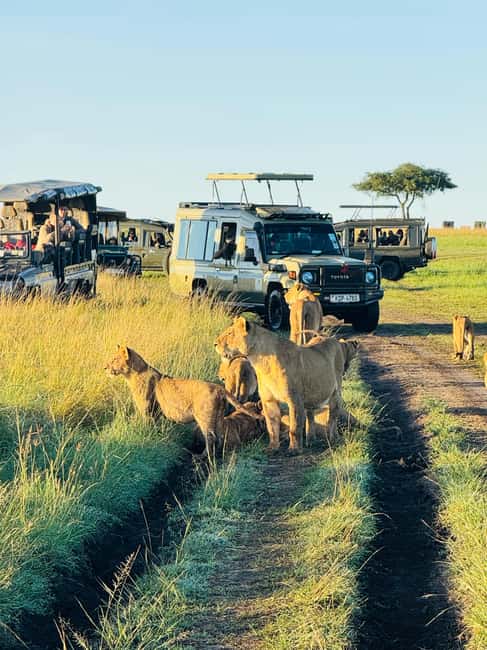 image n.114 of From Nairobi to Masai Mara Reserve & Village visit Day trip activity in Central Kenya, uploaded by supplier