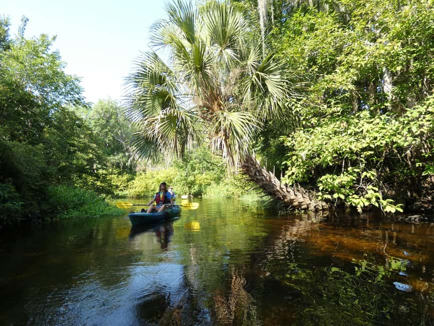 image n.8 of Orlando: Small Group Scenic Wekiva River Kayak Tour activity in Florida, uploaded by supplier
