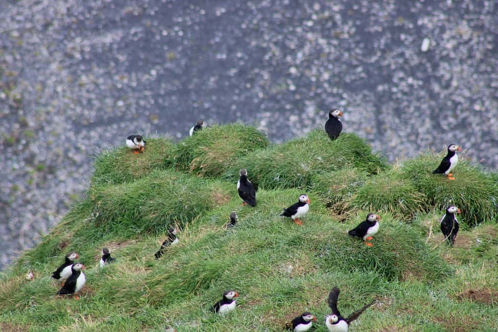 image n.9 of Stykkishólmur: Puffin and Wildlife Boat Tour activity in Stykkishólmur, uploaded by supplier