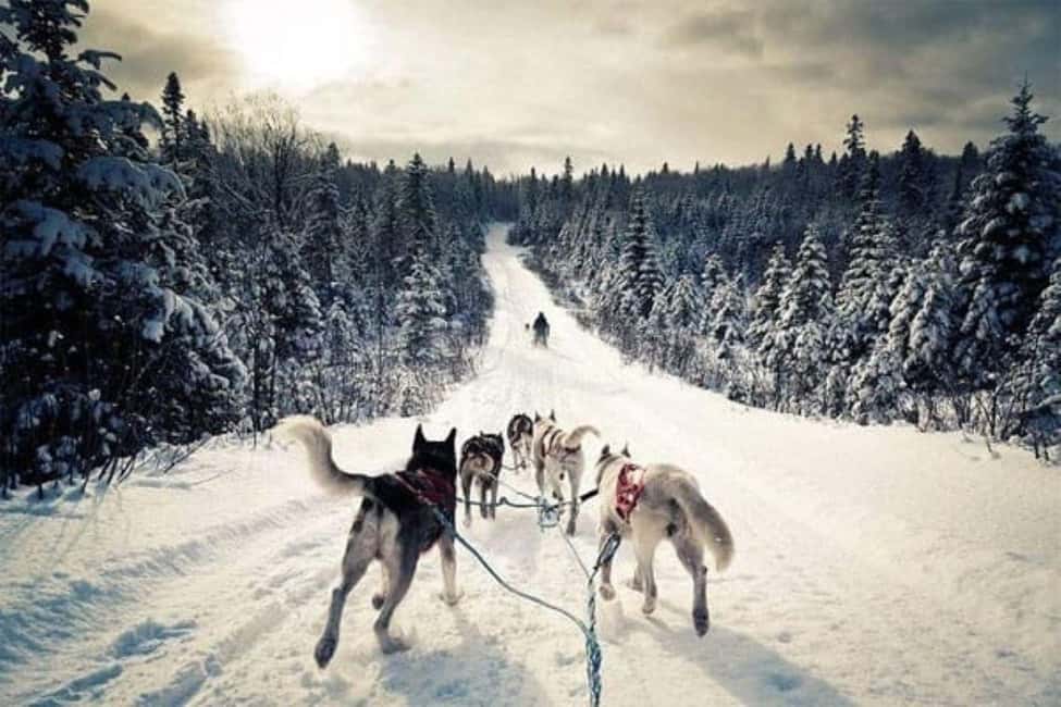 billede nr.17 af aktiviteten Kombinationstur\Husky og rensdyrslædetur i Levi i Lapland, uploadet af udbyder