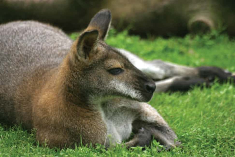 image n.7 of From Sydney: Boutique Uncharted Blue Mountains Tour activity in Sydney, uploaded by supplier
