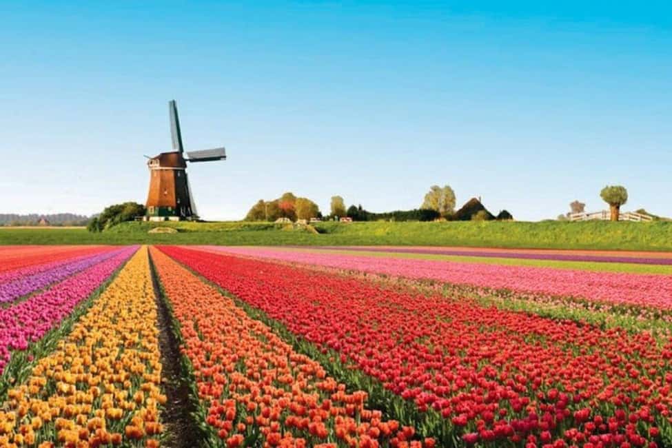 image n.6 of Amsterdam: Keukenhof Tulip Gardens Private Tour activity in Lisse, uploaded by supplier