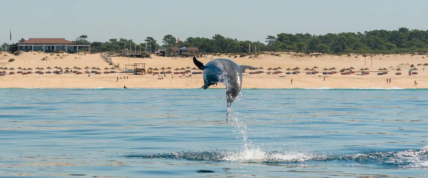 image n.6 of Setúbal: Dolphin Watching Boat Tour activity in Lisbon District, uploaded by supplier