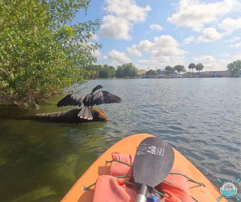 image n.10 of Crystal River: Kayak Rental activity in Crystal River, uploaded by supplier