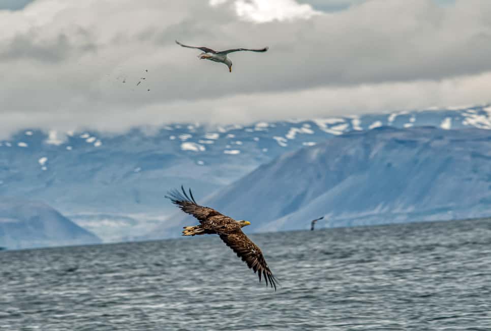 image n.4 of Stykkishólmur: Puffin and Wildlife Boat Tour activity in Stykkishólmur, uploaded by supplier