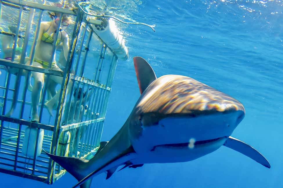 image n.2 of Oahu: Shark Cage Dive on the North Shore activity in Honolulu, uploaded by supplier