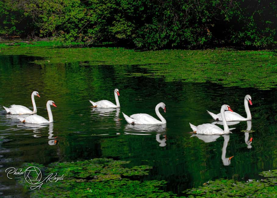 image n.8 of Mantua: Panoramic Cruise with Guide, Natural Oasis and Water Elevator activity in Mantua, uploaded by supplier