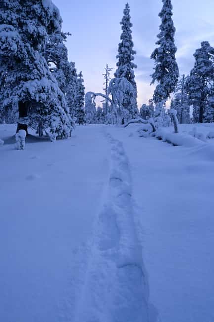 Immagine nº 4 di Saariselkä: Escursione con le racchette da neve nel Parco Nazionale Urho Kekkonen attività a Sodankylä, caricata dal fornitore