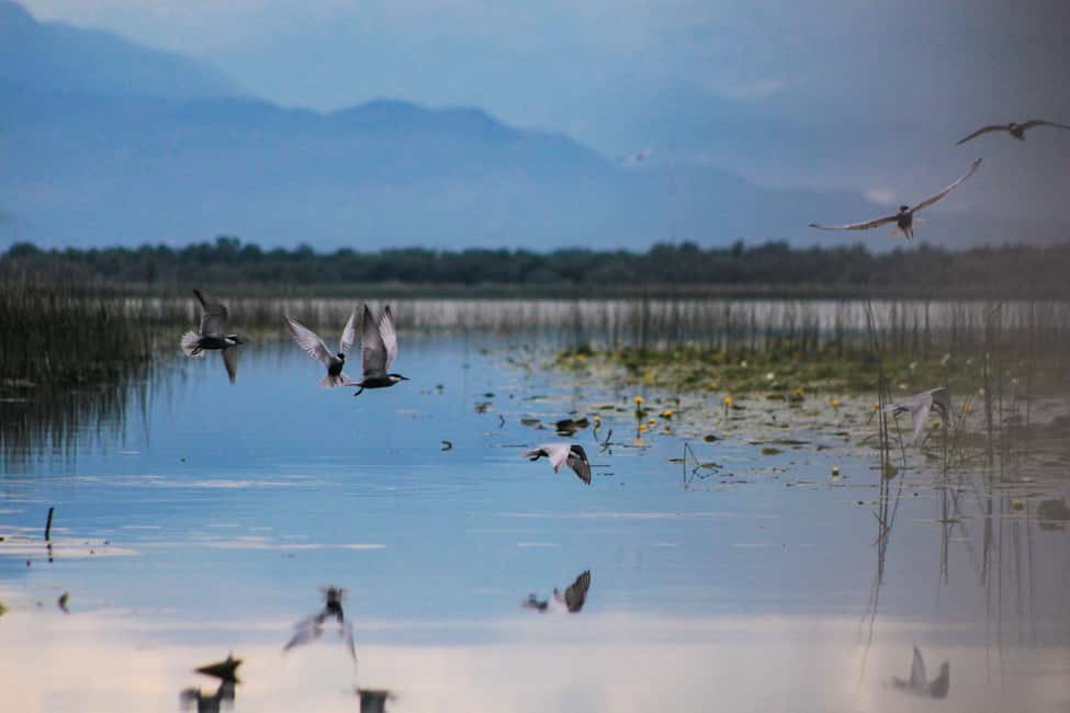 image n.11 of Virpazar: Historical & Nature Boat Adventure on Lake Skadar activity in Podgorica, uploaded by supplier