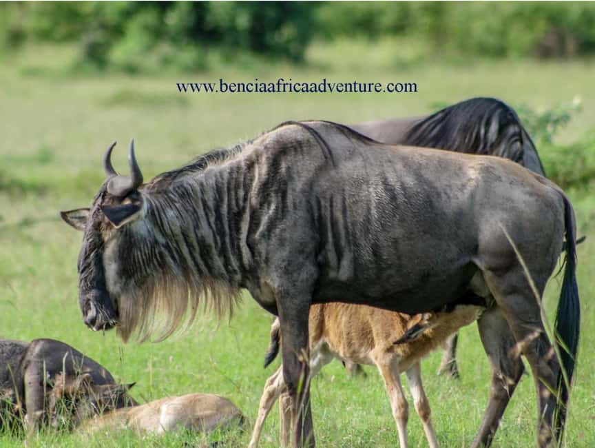 image n.10 of 5 Days Amboseli / Tsavo West & Tsavo East Safari activity in Coast Province, uploaded by supplier