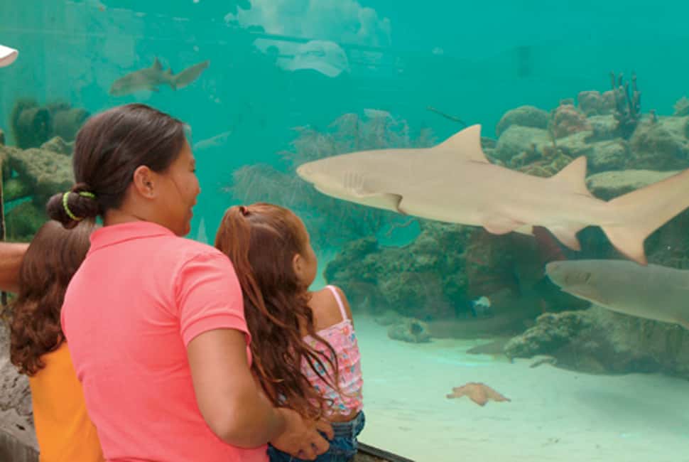 image n.3 of Saint Thomas: Coral World Ocean Park Ticket activity in Smith Bay, St Thomas, uploaded by supplier