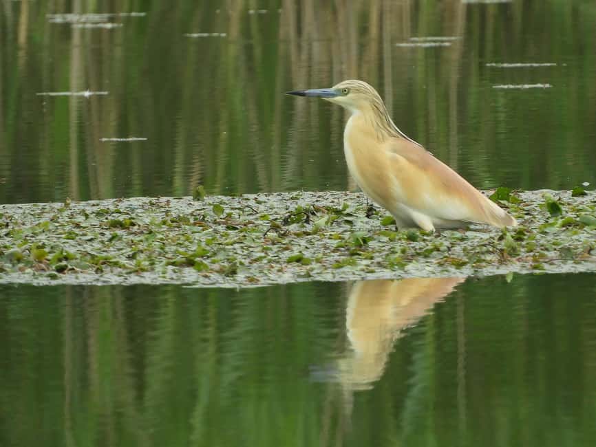 image n.5 of Lake Tisza: Boat trip in the Bird Paradise activity in Mezőkövesd, uploaded by supplier