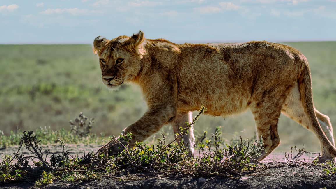 image n.3 of Zanzibar: 3-Day Northern Safari with Flights Included activity in Arusha (Region), uploaded by supplier