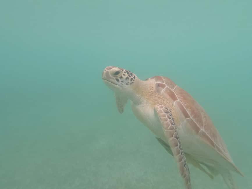 afbeelding n.5 van Akumal: Snorkelen met zeeschildpadden en koralen activiteit in Akumal, geüpload door aanbieder