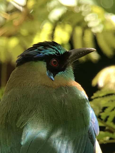 image n.65 of Carara National Park: Best Tour Carara National Park-One Day activity in Puntarenas Province, uploaded by supplier