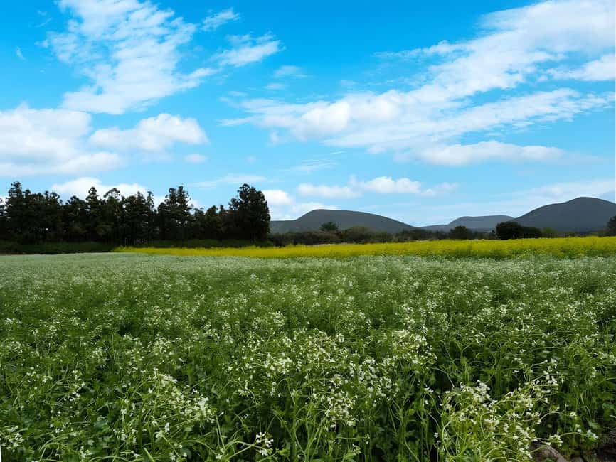 image n.3 of Jeju:K-Drama Spot When Life Gives You Tangerines Hotel pick activity in Jeju-si, uploaded by supplier