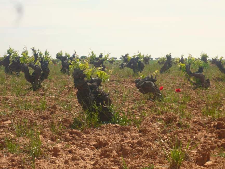 image n.4 of Madrid: Regional Madrid Wineries Guided Tour and Tastings activity in Madrid, uploaded by supplier