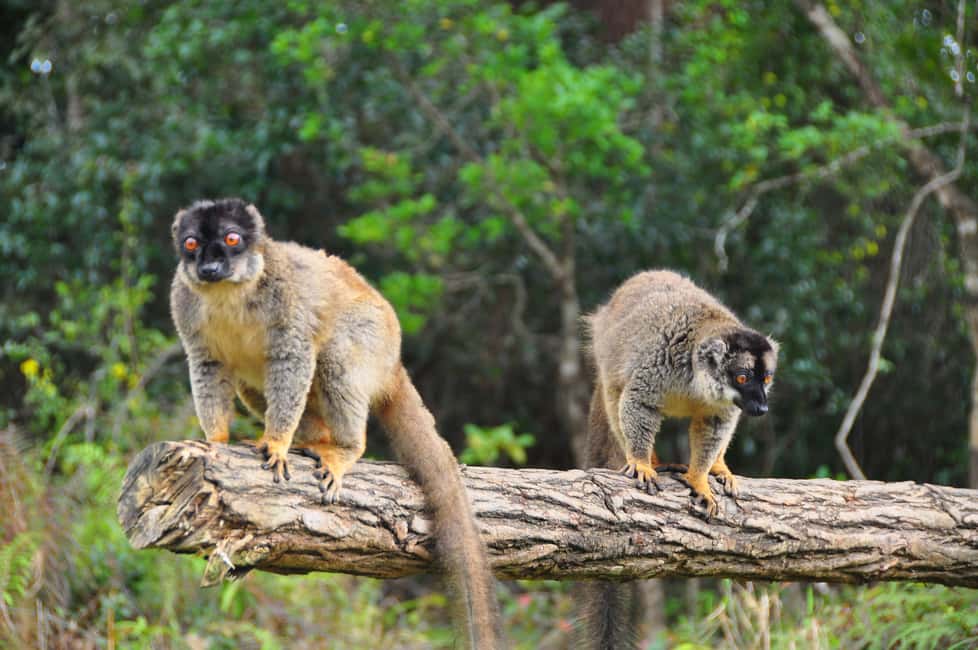 Bild Nr. 5 von Tagestour auf der Insel Nosy Be Aktivität in Nosy Be, hochgeladen vom Anbieter