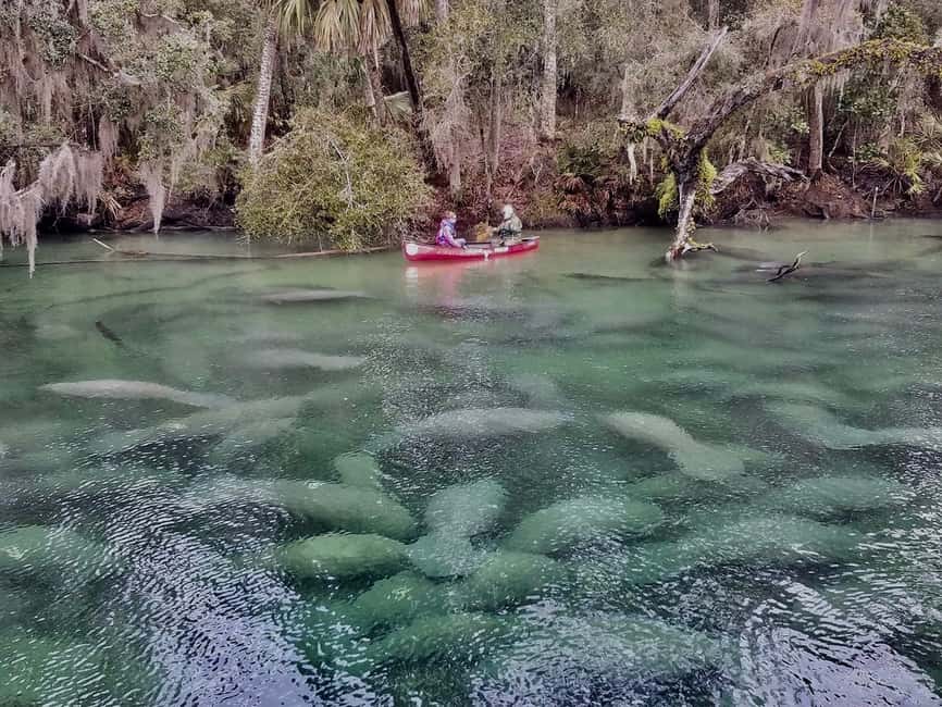 image n.4 of Orlando: Kayaking Tour with Manatee Encounter activity in Florida, uploaded by supplier