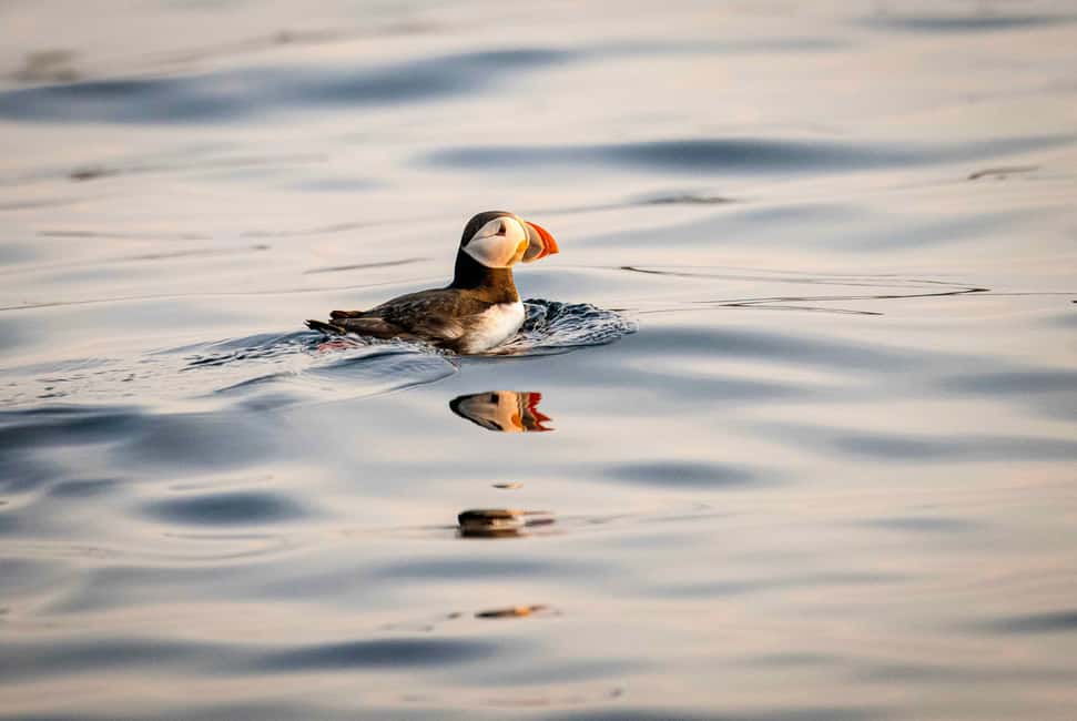 image n.4 of Bleik: Whale Watching by Speedboat with Puffins and Muffins activity in Nordland County, uploaded by supplier