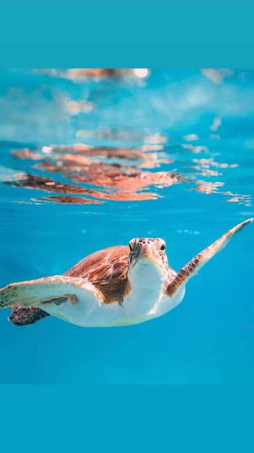 Immagine nº 1 di Muscat: gita di snorkeling alle isole Daymaniat con pranzo attività a Oman, caricata dal fornitore